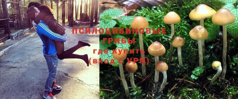 Галлюциногенные грибы Psilocybine cubensis  Златоуст 